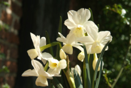 Narcissus 'Petrel'  bestellen